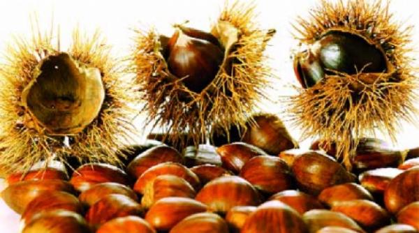 castanul salbatic calmeaza durerile reumatice