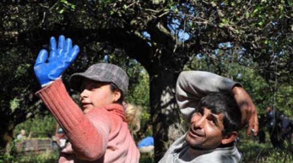 gustul amar al marului romanesc 2