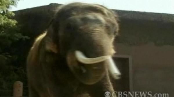 kosik elefantul vorbitor din coreea de sud uimeste cercetatorii video