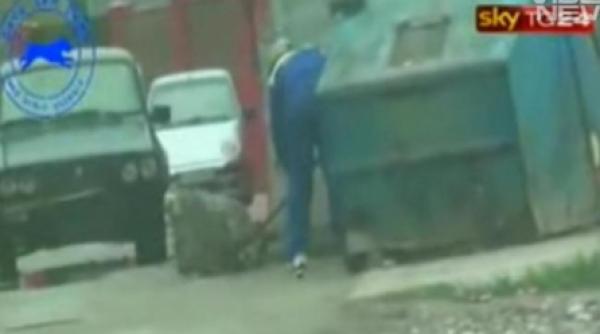 cainii din constanta in atentia televiziunilor din italia