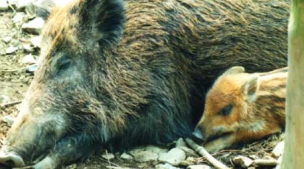 mistreti de mare si porci bipezi