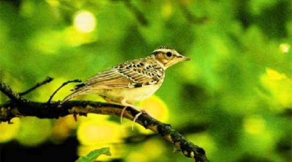 broscarii ne mananca ciocarliile