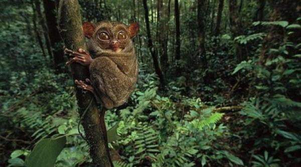 cele mai ciudate animale din lume