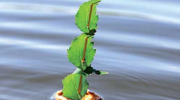 reumatismul tratat cu bai de plante