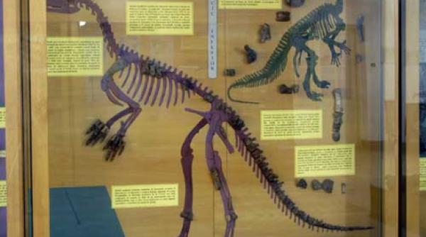 204 cornet lentila cu dinozauri