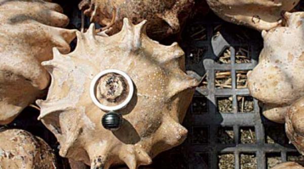 se poarta inele de logodna si verighete cu perla