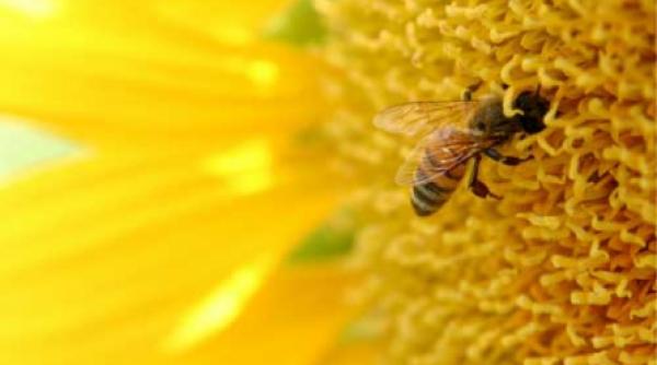 albinele bat computerele