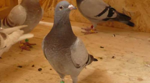 alegerea porumbeilor de matca