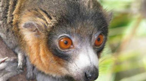 le iubim le detestam le mancam