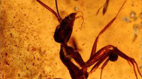 surprizele din chihlimbar