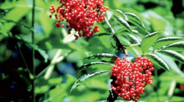 6 remedii naturale contra gastritei