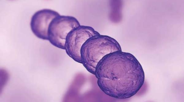 infectiile streptococice