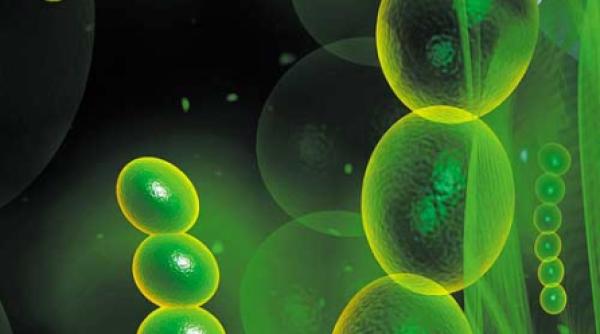 anotimpul infectiilor streptococice