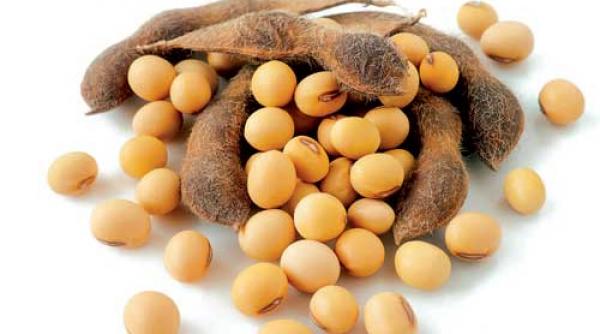 soia elixir de viata lunga