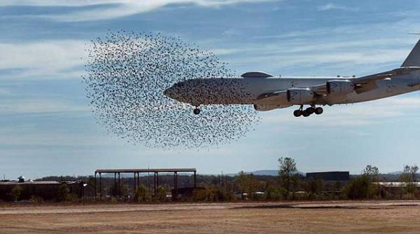 avion militar inghitit de un stol de pasari