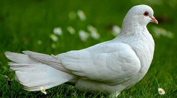 istoria moderna a columbofiliei