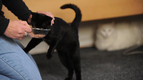 pisicile aristocrate isi cauta parinti adoptivi