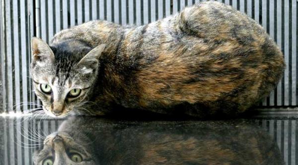 pisicile mai delicate decat cainii