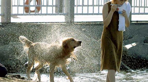 cainii isi usuca blana folosind legile fizicii