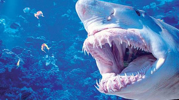 matematica simturilor