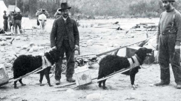 goana dupa alaska 12