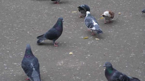 jacques tournier si nobilul strain