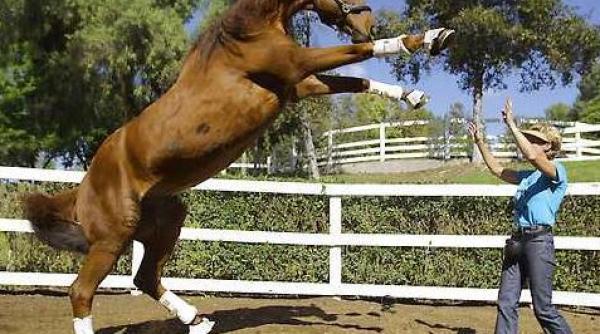 cel mai destept cal din lume a intrat in cartea recordurilor