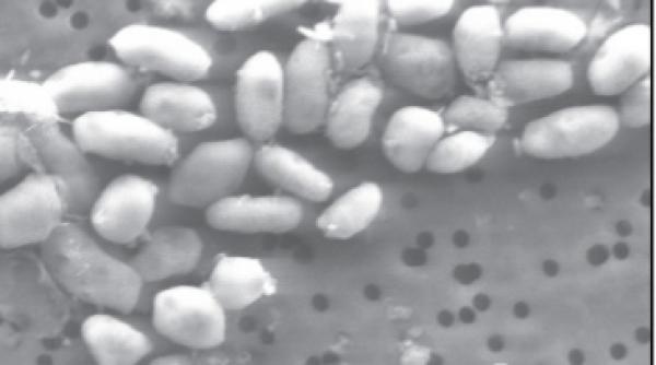 nasa a descoperit o bacterie care traieste in arsenic