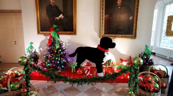 casa alba impodobita de craciun cu zeci de brazi si mii de globuri