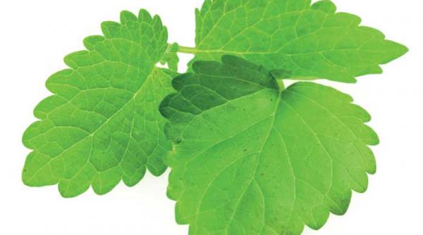 roinita planta scolarilor