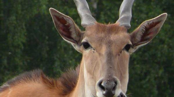 asfalturile de pe kilimandjaro si alte prost vestiri
