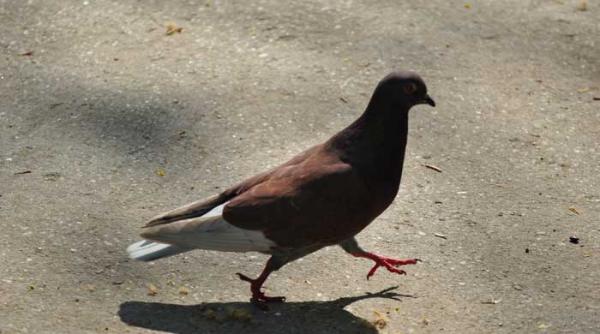 in viata prin misiune