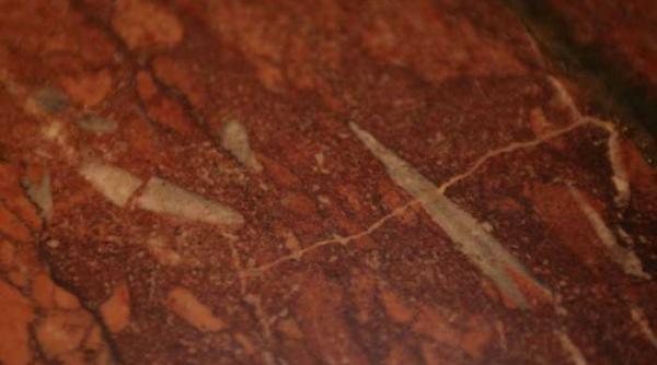 nalucile fosile din casa scanteii