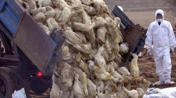 fost director in ministerul transporturilor arestat in scandalul gripei aviare