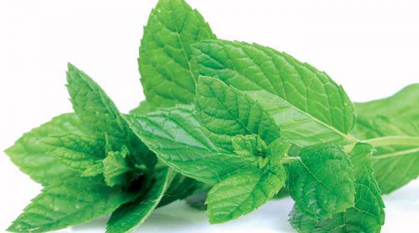 ceaiul de menta pe post de apa de gura