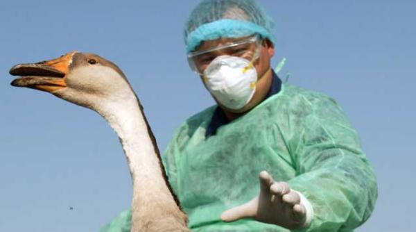 gripa aviara tratata cu spaga