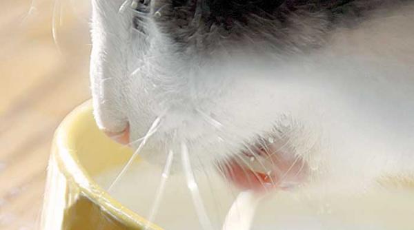 lipaitul pisicilor sfideaza gravitatia