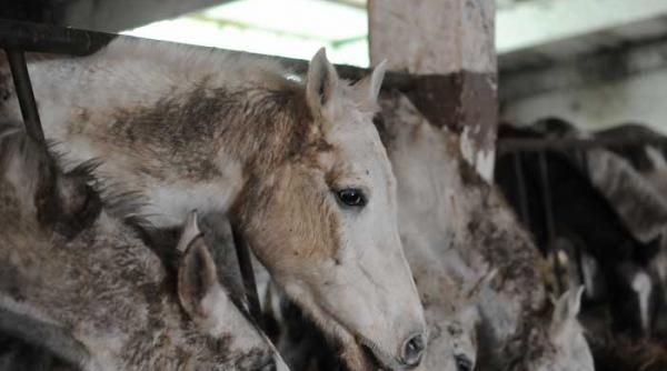 dansez pentru calul tau