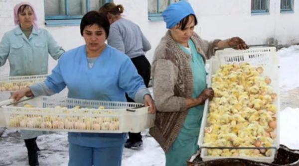 masacru in rusia milioane de pui aruncati si lasati sa moara de frig