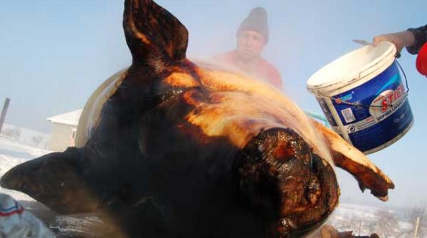 porcul lui ghiocel a murit chinuit ca in filmele de groaza