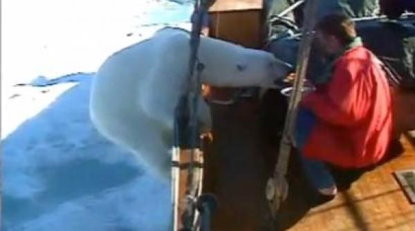 ursule polar o cafeluta un biscuite