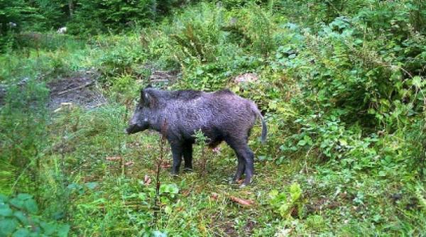 alerta pentru prevenirea contaminarii cu virusul febrei aftoase
