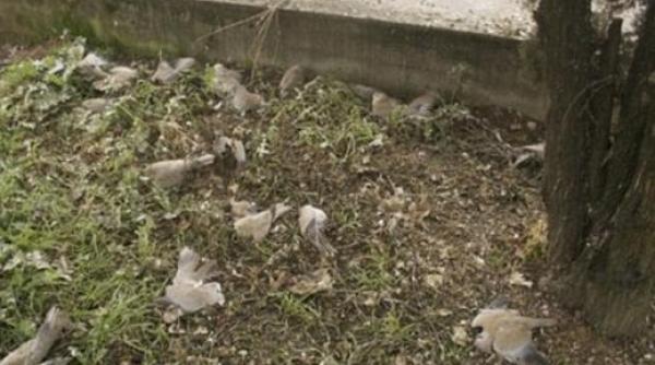 ploaie de porumbei morti intr un orasel din italia