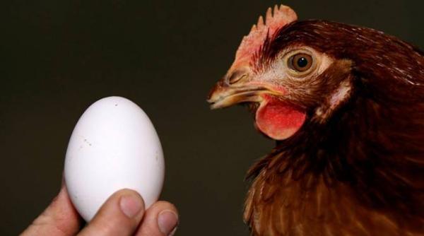 scandalul dioxinei guvernul german acuzat ca actioneaza in favoarea intereselor industriei alimentare