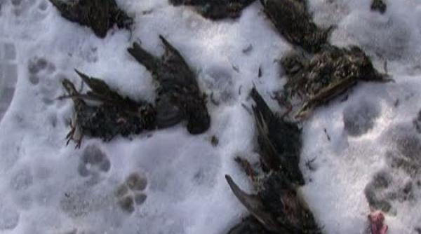 zeci de pasari moarte si in romania