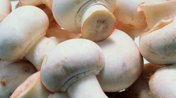 energie din peste ciuperci si fructe