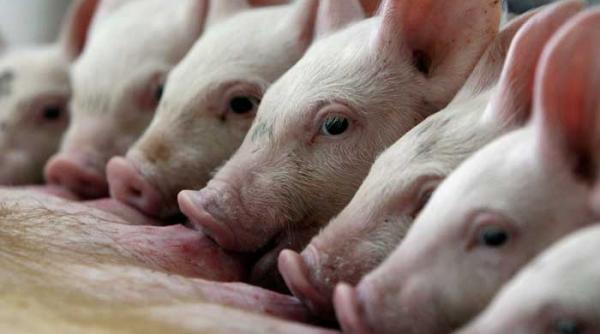 dioxina s a mutat la porci