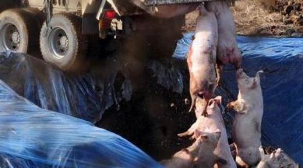 au ingropat de vii aproape un milion si jumatate de porci