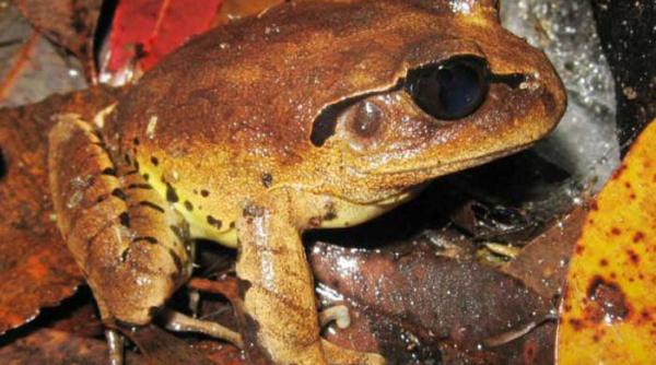 ele comunica si prin miros