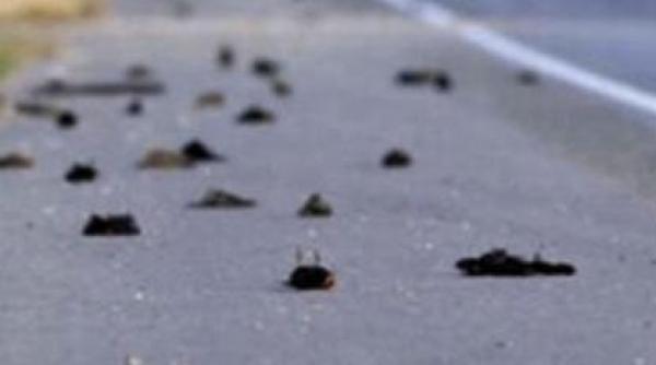 fenomenul pasarilor moarte a ajuns si in capitala